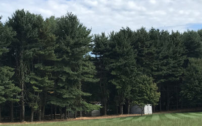 Forestry Clearing Before & After – Westminster, Maryland