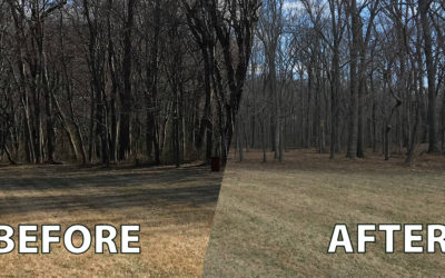 Forestry Clearing Before & After – Gaithersburg, Maryland